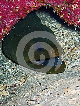 Green moray eel (Gymnothorax funebris) in coralhead in the Carribbean, Roatan, Bay Islands, Honduras