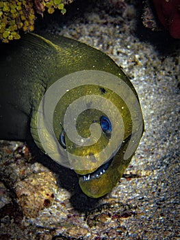 Green moray eel (Gymnothorax funebris) in coralhead in the Carribbean, Roatan, Bay Islands, Honduras