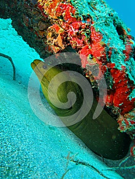 Green Moray Eel