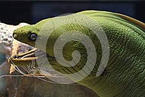 Green Moray Eel and Shrimp