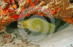 Green Moray (Gymnothorax funebris)-Cozumel Mexico photo