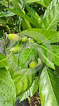 green morinda citrifolia fruits sprouting from the branches.
