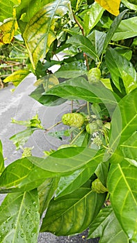 green morinda citrifolia fruits sprouting from the branches.