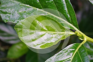 Green Morinda citrifolia plant