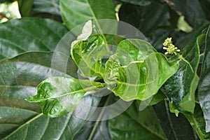 Green Morinda citrifolia plant in nature garden
