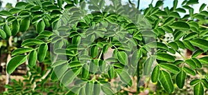 Green Moringa leaves are efficacious for treatment photo