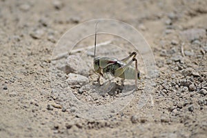 Green Mormon Cricket closeup â€“ shieldback kadydid -  Owyhee Canyonlands Wilderness Idaho horizontal