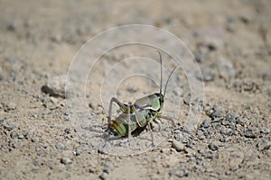 Green Mormon Cricket â€“ shieldback kadydid -  Owyhee Canyonlands Wilderness Idaho horizontal