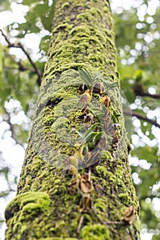 Green mos on the tree