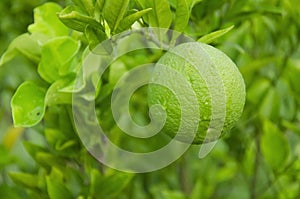 Green Mosambi or sweet lime with green leaves in the garden with blur background in landscape. photo