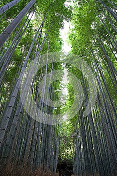 Green moso bamboo forest