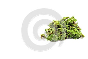 green mosquito fern Azolla texture, aquatic plant cover the water surface on white