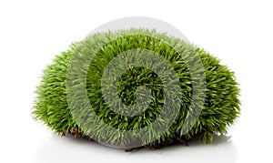 Green moss