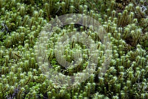Green moss