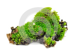 Green Moss photo