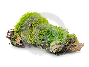 Green Moss