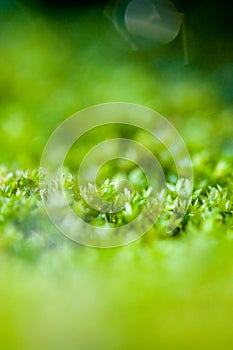 Green moss