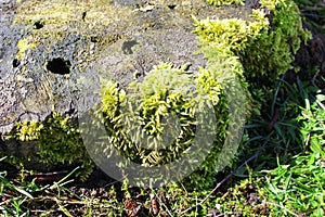 Green moss