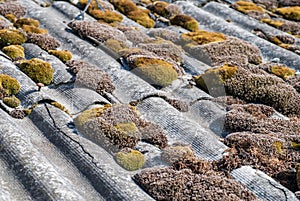 Green moss and algae on slate roof tiles.