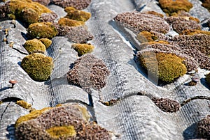 Green moss and algae on slate roof tiles.