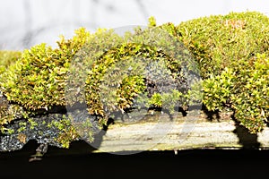 Green moss and algae on slate roof tiles