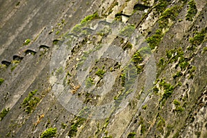 Green moss and algae on slate roof tiles. Texture background. Old slate covered with islands of green moss