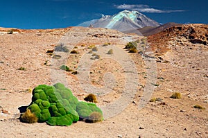 Green moss in Andes altiplano landscape Bolivia photo