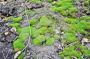 Green moss on asphalt background close up texture