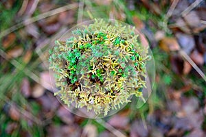 Green Moss Autumn covered. Abstract background texture.