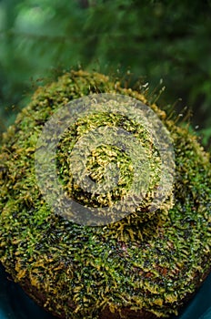 Green moss background