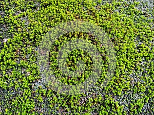Green moss background of Bryophyta