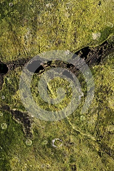 Green Moss Background