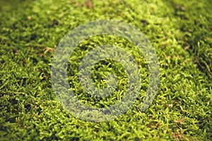 green moss background
