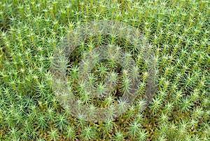 Green Moss Background (Polytrichum commune)