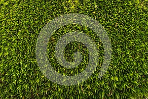 Green moss background texture closeup