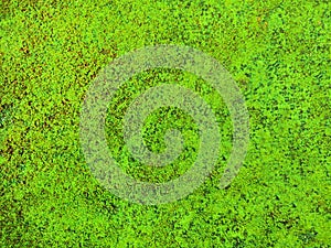 Green moss background, top view