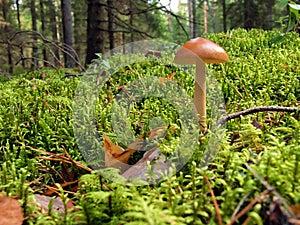 Green moss backgruond close up