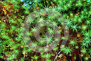 Green moss backgruond close up