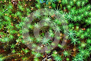 Green moss backgruond close up photo