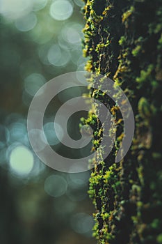 green moss on the bark of a tree with bokeh