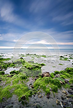 Green moss on beach rock over dramatic dark clouds