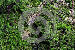 Green moss on a big tree in the deep forest.