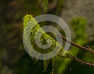 Green moss on branch near Lesni creek in Sumava national park in spring day