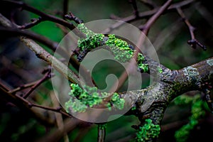 green moss  on branch of tree