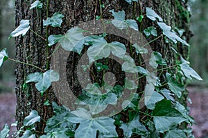 green moss  on branch of tree and ivy leaves