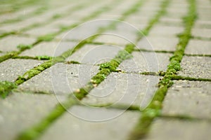 Green moss on brick pathway