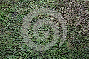 Green Moss Brick Wall