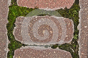 Green moss (Bryophyta) growing between garden paver cement bricks with copy space.