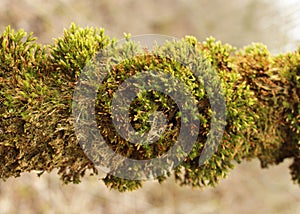 Green moss (Bryophyta) growing on a tree branch