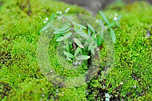Green moss or bryophyta, moss on the rock